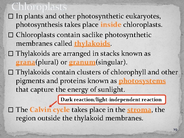 Chloroplasts � In plants and other photosynthetic eukaryotes, photosynthesis takes place inside chloroplasts. �