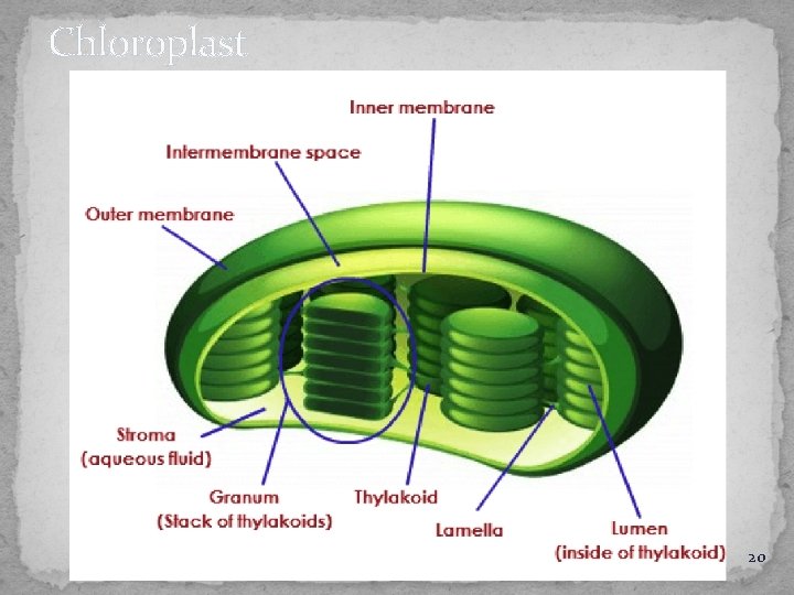 Chloroplast 20 