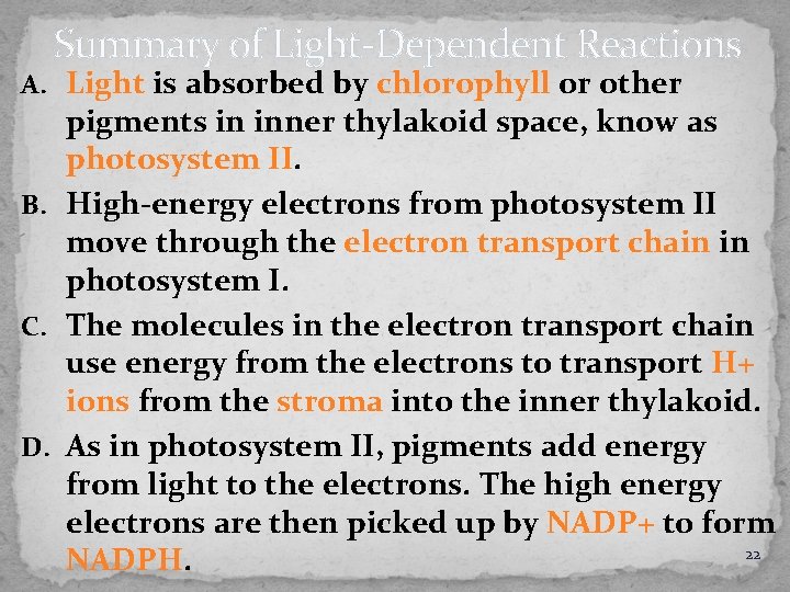 Summary of Light-Dependent Reactions A. Light is absorbed by chlorophyll or other pigments in