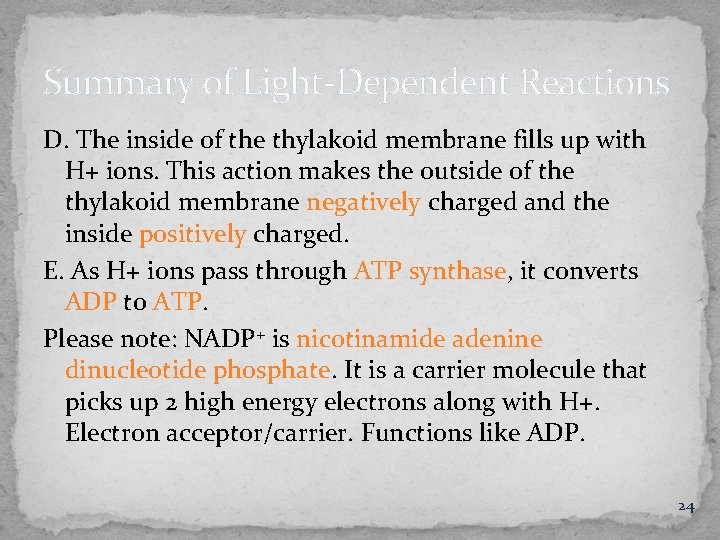 Summary of Light-Dependent Reactions D. The inside of the thylakoid membrane fills up with