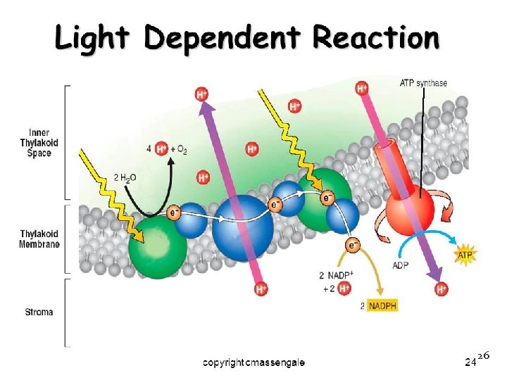 Light-Dependent Reaction Please note that this picture is upside down! The thylakoid space is