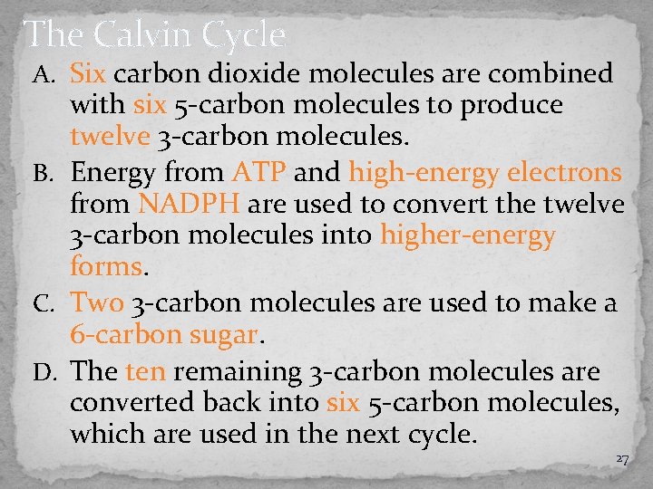 The Calvin Cycle A. Six carbon dioxide molecules are combined with six 5 -carbon