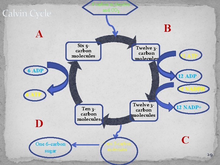 Calvin Cycle 6 carbon molecules and CO 2 B A Six 5 carbon molecules