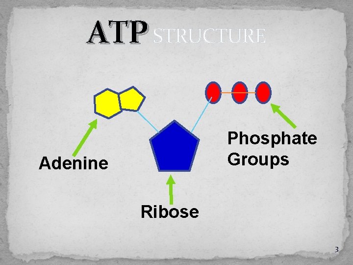 ATP STRUCTURE Phosphate Groups Adenine Ribose 3 