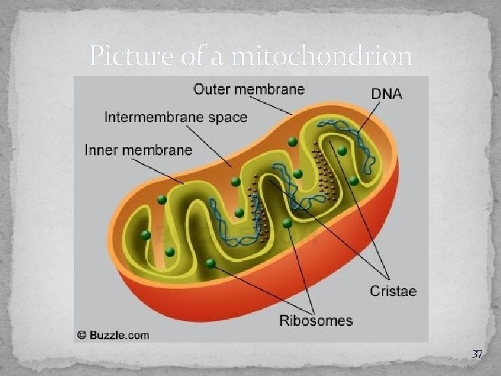 Picture of a mitochondrion 37 