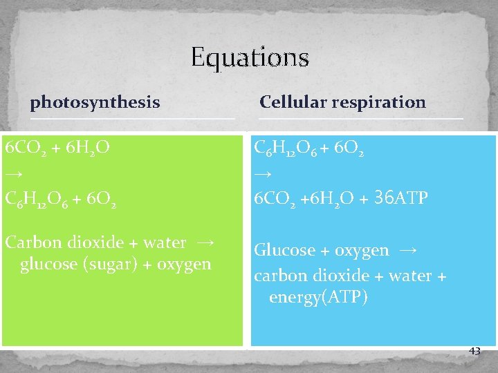 Equations photosynthesis Cellular respiration 6 CO 2 + 6 H 2 O → C