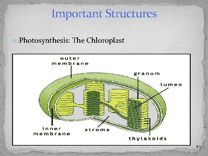 Important Structures Photosynthesis: The Chloroplast 45 