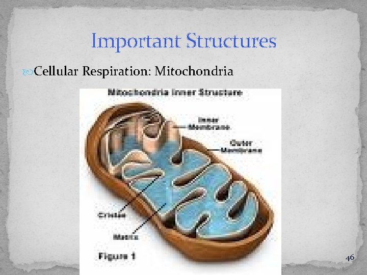 Important Structures Cellular Respiration: Mitochondria 46 