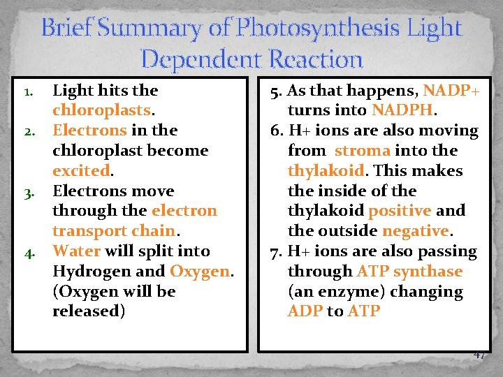 Brief Summary of Photosynthesis Light Dependent Reaction Light hits the chloroplasts. 2. Electrons in