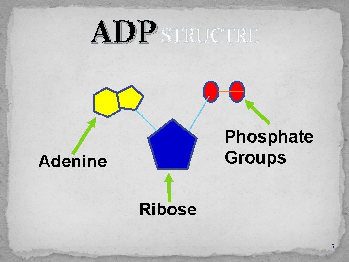 ADP STRUCTRE Phosphate Groups Adenine Ribose 5 