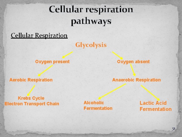 Cellular respiration pathways Cellular Respiration Glycolysis Oxygen present Aerobic Respiration Krebs Cycle Electron Transport