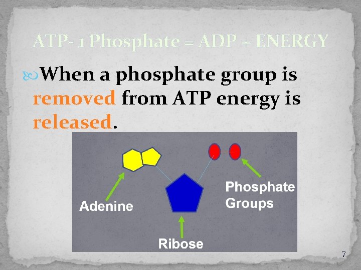 ATP- 1 Phosphate = ADP + ENERGY When a phosphate group is removed from