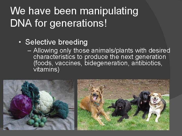 We have been manipulating DNA for generations! • Selective breeding – Allowing only those