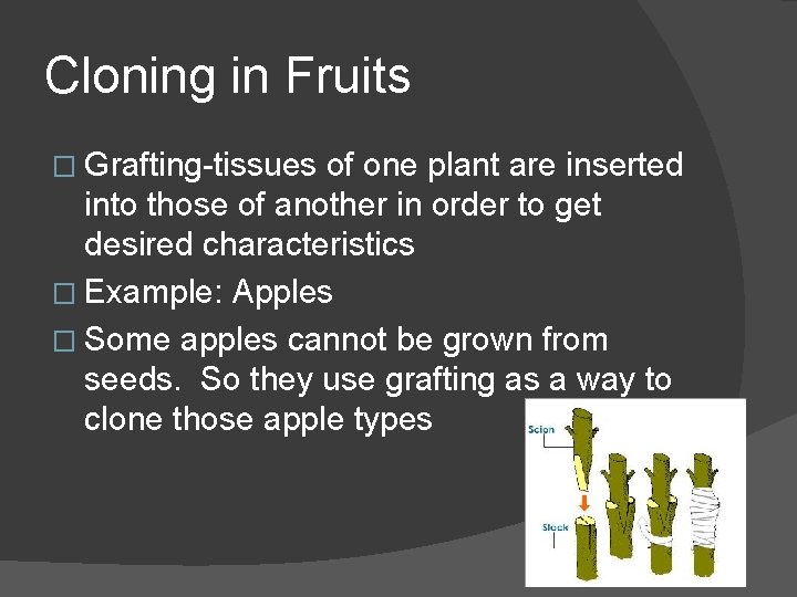 Cloning in Fruits � Grafting-tissues of one plant are inserted into those of another