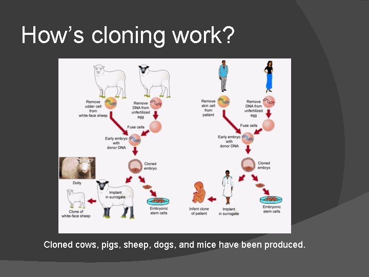 How’s cloning work? Cloned cows, pigs, sheep, dogs, and mice have been produced. 