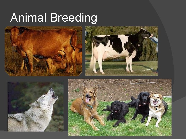 Animal Breeding 