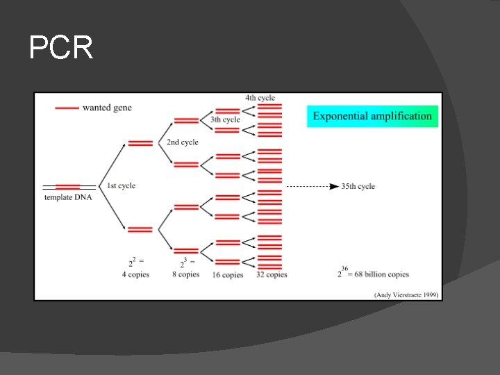 PCR 