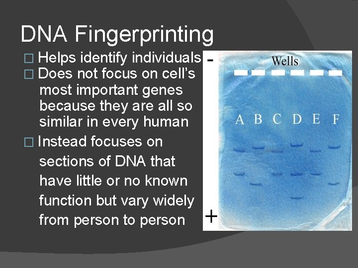 DNA Fingerprinting � Helps identify individuals � Does not focus on cell’s most important
