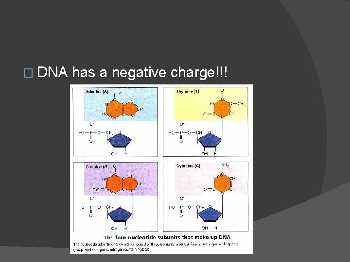 � DNA has a negative charge!!! 