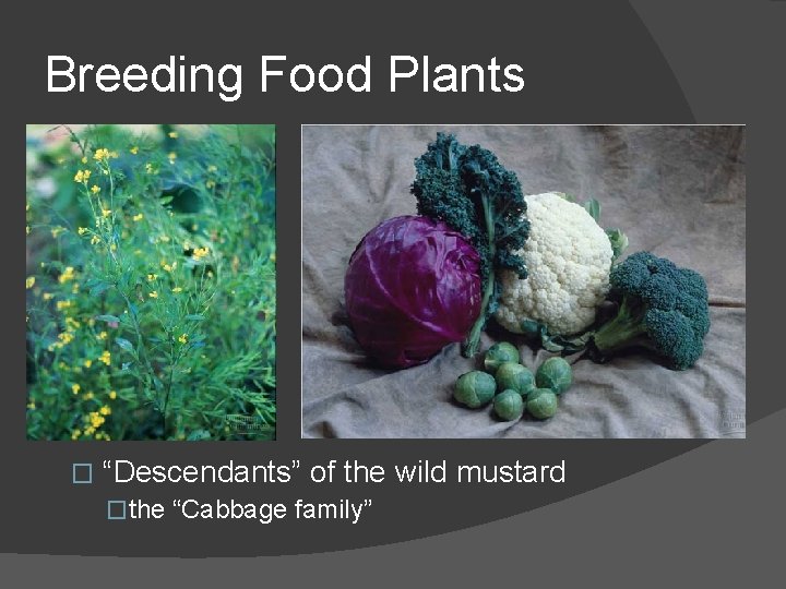 Breeding Food Plants � “Descendants” of the wild mustard �the “Cabbage family” 