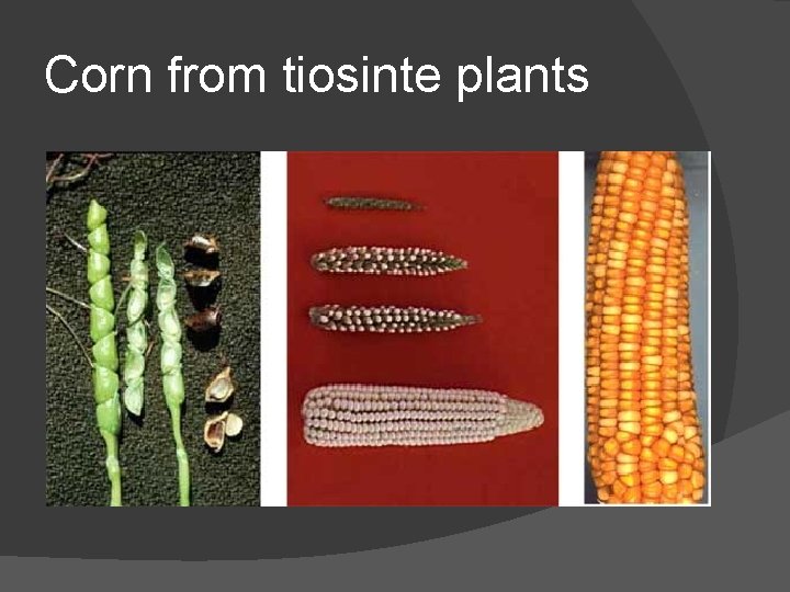 Corn from tiosinte plants 