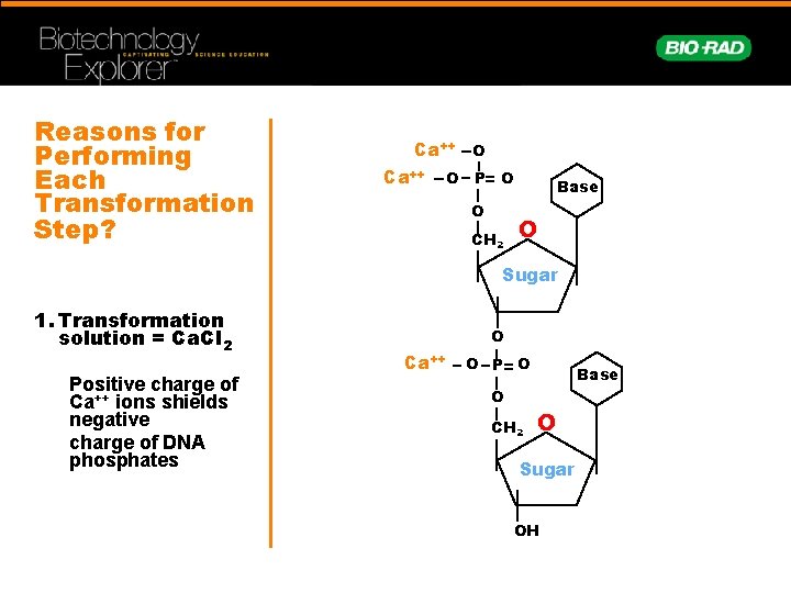 Reasons for Performing Each Transformation Step? Ca++ O O P O O CH 2