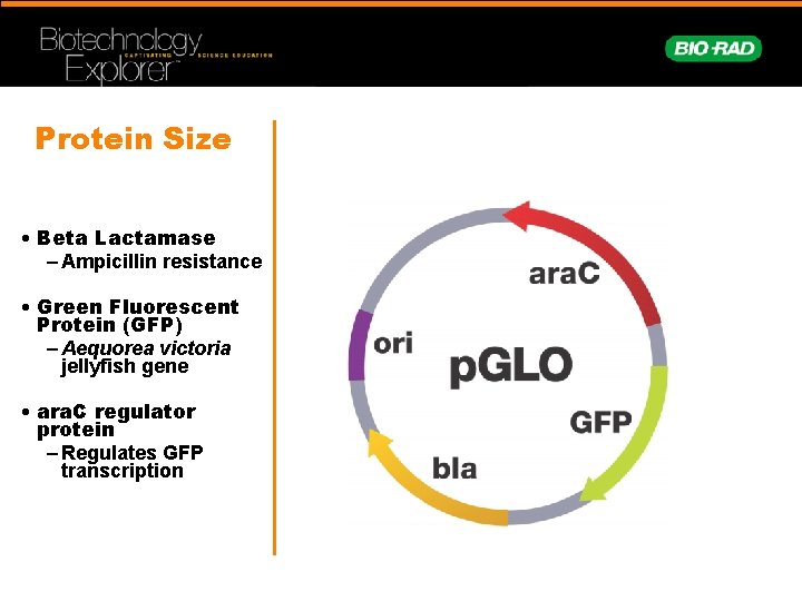 Protein Size • Beta Lactamase – Ampicillin resistance • Green Fluorescent Protein (GFP) –