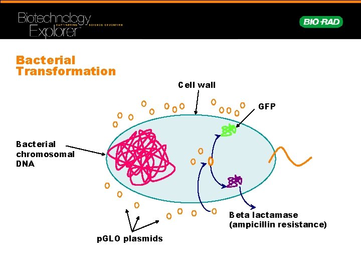 Bacterial Transformation Cell wall GFP Bacterial chromosomal DNA Beta lactamase (ampicillin resistance) p. GLO