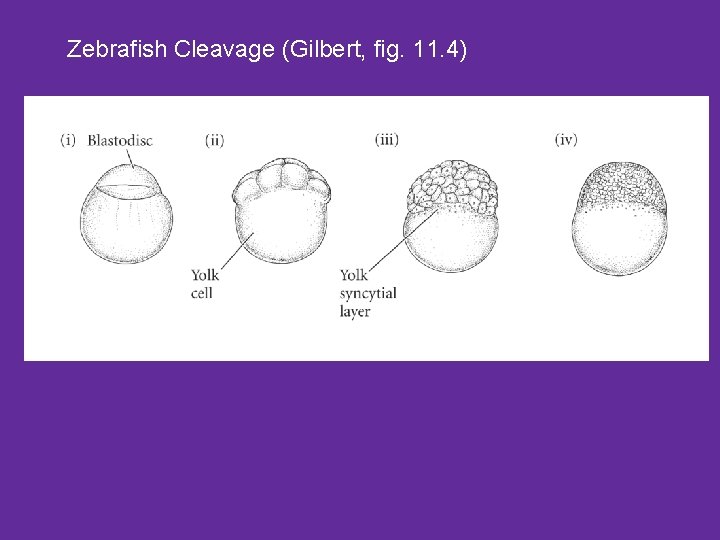 Zebrafish Cleavage (Gilbert, fig. 11. 4) 
