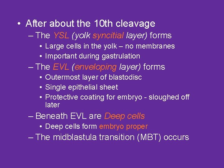  • After about the 10 th cleavage – The YSL (yolk syncitial layer)