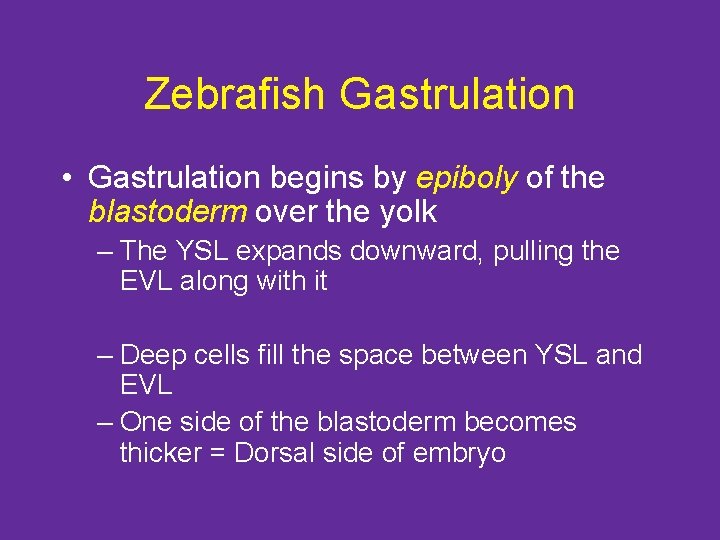 Zebrafish Gastrulation • Gastrulation begins by epiboly of the blastoderm over the yolk –