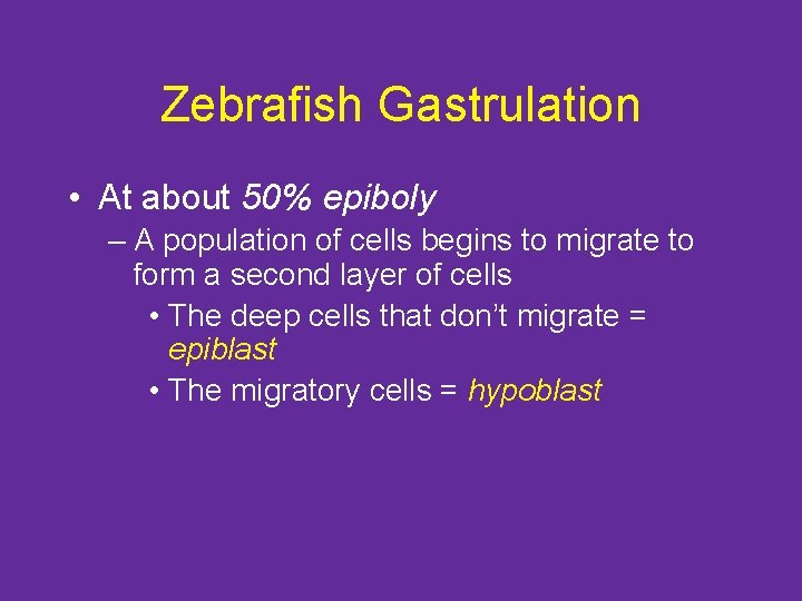 Zebrafish Gastrulation • At about 50% epiboly – A population of cells begins to