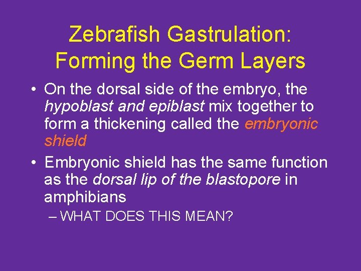 Zebrafish Gastrulation: Forming the Germ Layers • On the dorsal side of the embryo,