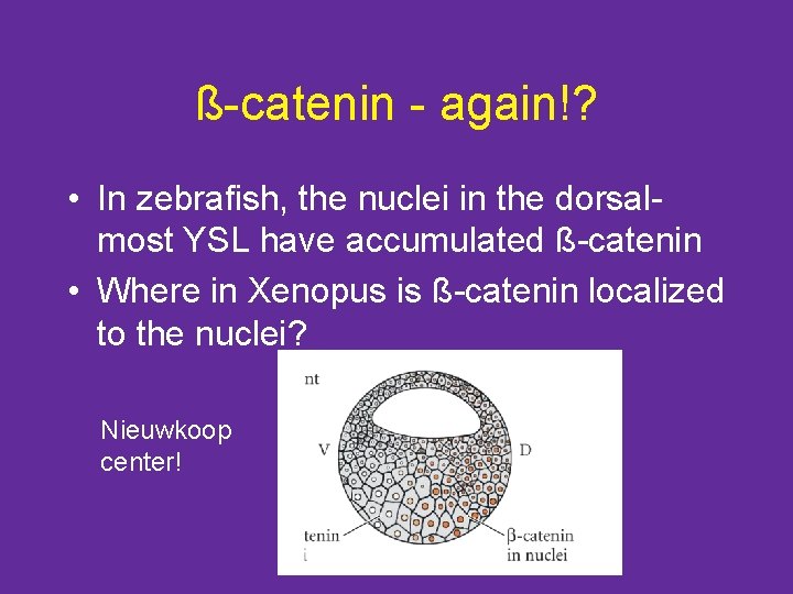 ß-catenin - again!? • In zebrafish, the nuclei in the dorsalmost YSL have accumulated