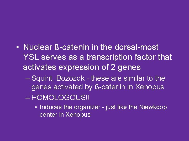  • Nuclear ß-catenin in the dorsal-most YSL serves as a transcription factor that