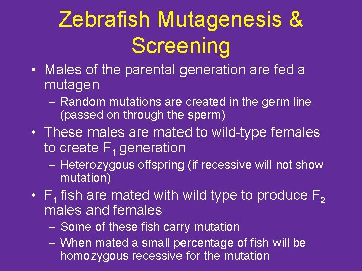 Zebrafish Mutagenesis & Screening • Males of the parental generation are fed a mutagen