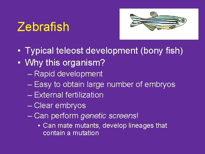 Zebrafish • Typical teleost development (bony fish) • Why this organism? – Rapid development