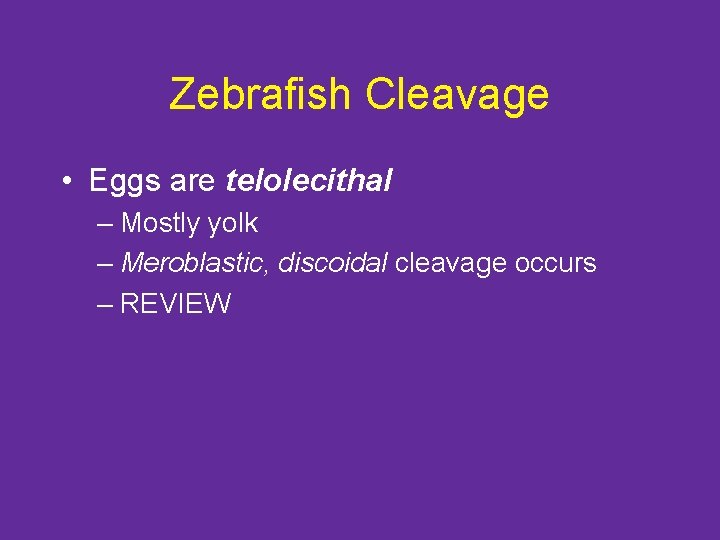Zebrafish Cleavage • Eggs are telolecithal – Mostly yolk – Meroblastic, discoidal cleavage occurs