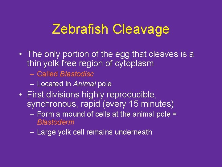 Zebrafish Cleavage • The only portion of the egg that cleaves is a thin