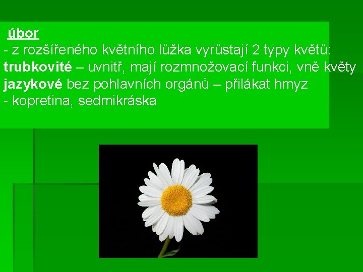 úbor - z rozšířeného květního lůžka vyrůstají 2 typy květů: trubkovité – uvnitř, mají