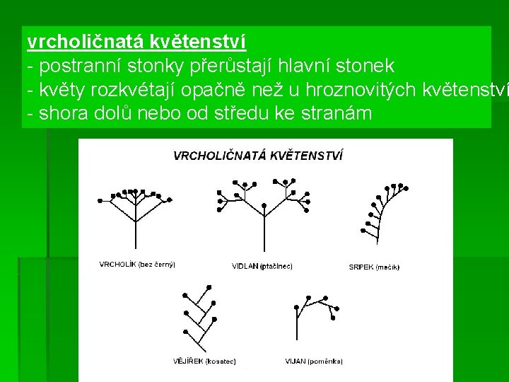 vrcholičnatá květenství - postranní stonky přerůstají hlavní stonek - květy rozkvétají opačně než u