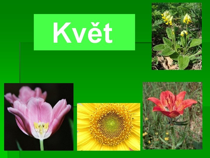 Květ 