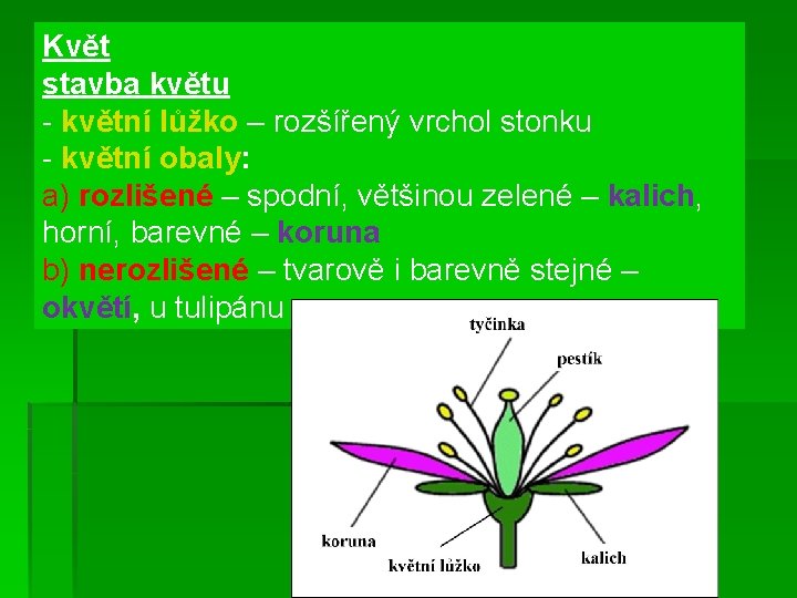 Květ stavba květu - květní lůžko – rozšířený vrchol stonku - květní obaly: a)