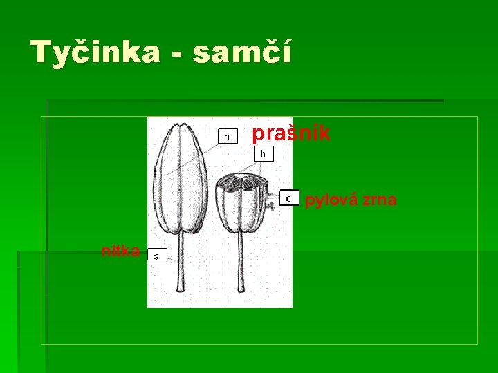 Tyčinka - samčí prašník pylová zrna nitka 