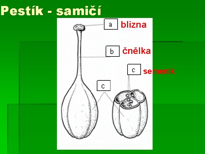 Pestík - samičí blizna čnělka semeník 