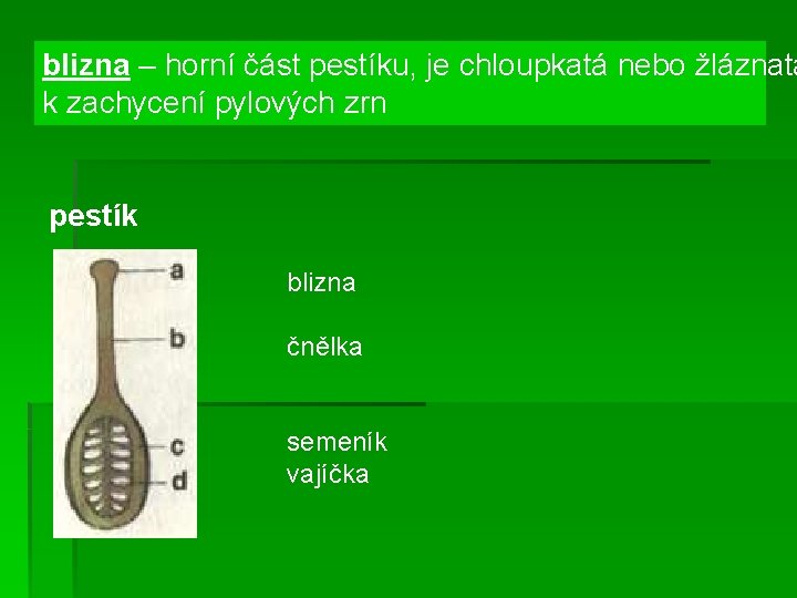 blizna – horní část pestíku, je chloupkatá nebo žláznatá k zachycení pylových zrn pestík