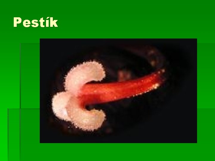 Pestík 