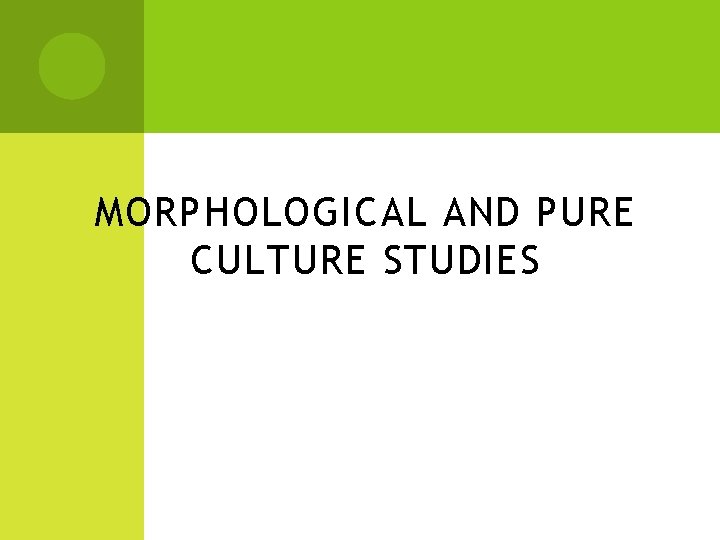 MORPHOLOGICAL AND PURE CULTURE STUDIES 