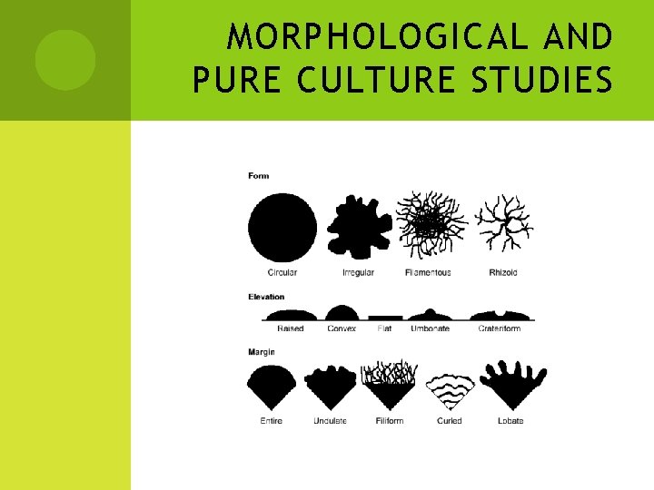 MORPHOLOGICAL AND PURE CULTURE STUDIES 