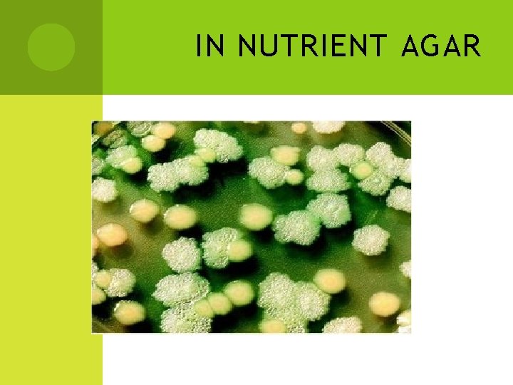 IN NUTRIENT AGAR 